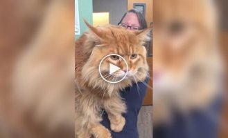 Добродушный гигант