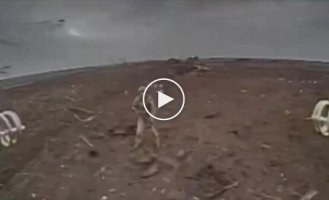 Ukrainian kamikaze drones attack Russian infantry in the Zaporozhye direction