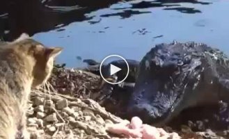 Кот против крокодила