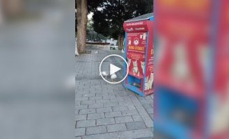 Seagull Learns to Meow