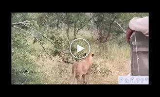 Baby giraffe stands up for mother and kicks lion in front of tourists in South Africa
