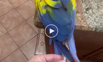 Unpacking parrot feathers