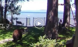 The girl swinging on a swing did not immediately notice the bear nearby