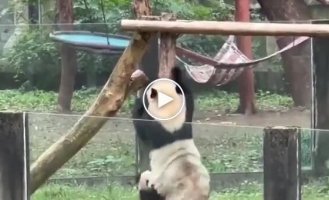 A panda's desperate attempts to teach his baby to climb trees