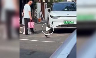 In China A pigeon got fat from restaurant treats and lost the ability to fly.