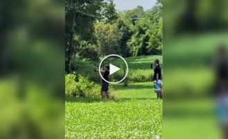 Попасть в гнездо шершней оказалось проще, чем от них убежать