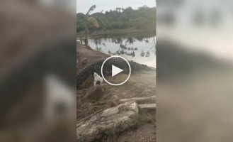 Fearless dog barked at a crocodile