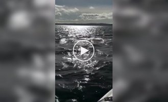 Тюлень запрыгнул на судно, чтобы спастись от косатки