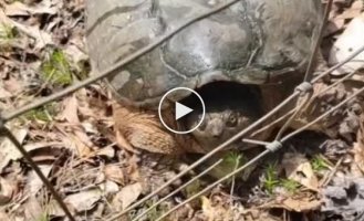 A boost of energy from a turtle
