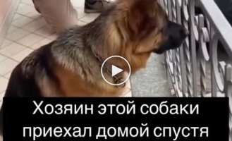 Dog sees owner for first time in 3 years