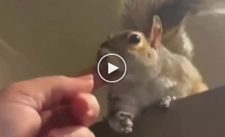 A squirrel wants a woman to scratch it