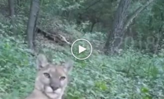 How a cougar meows