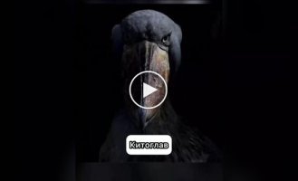 Birds that make the creepiest sounds