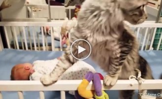 Как коты умеют оберегать маленьких и новорожденных детей