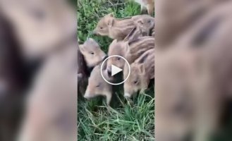 Кабанье семейство на прогулке