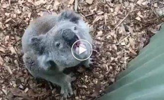 A koala swears at a cameraman