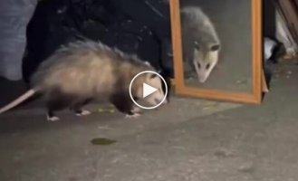 A possum's reaction to its reflection in the mirror
