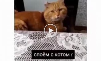 Вдвоем с котом песню пропоем