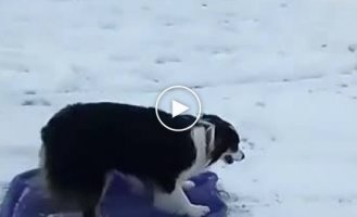 Собака, которая знает как себя развлечь на снежном спуске