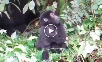 Baby gorilla learns to punch its chest