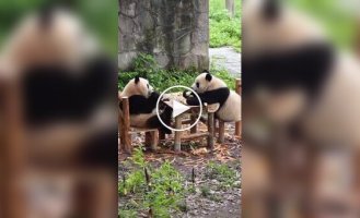 Riddle: how pandas survive in the wild