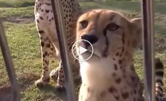 How a cheetah meows and purrs