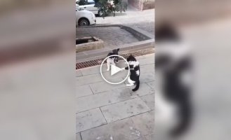 Котийский и собачий дрифт