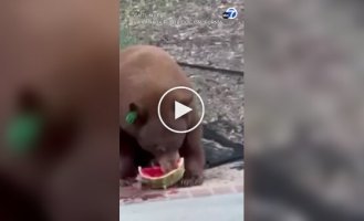 A bear stole food from a family's refrigerator and ate it in front of them.