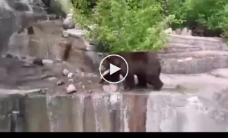 В зоопарке Варшавы пьяный парень залез в вольер к медведям и чудом выжил