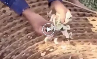 How silk threads are extracted from silkworms