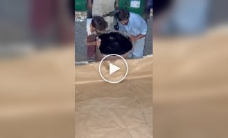 На видео показали процесс изготовления черного пенополиуретана