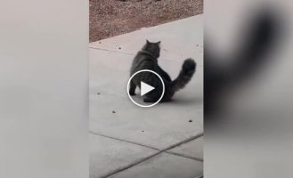 «Куди втік»: неуважний котик показав, чому не варто грати з їжею