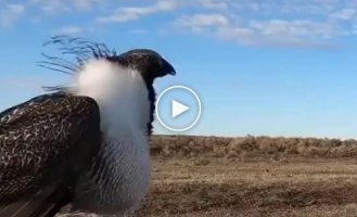 Unusual bird: male Greater Sage-Grouse on a lek