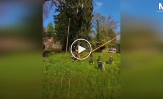 Пожарные спасли парапланериста, застрявшего на дереве