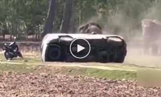 В Таиланде слон пришел в ярость после того, как ему помешали уединиться с подругой