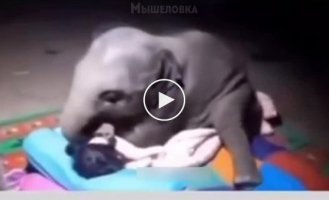 The baby elephant decided to sleep with a reserve worker who constantly takes care of him