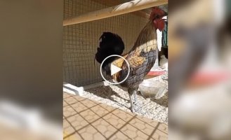 Петух перестарался