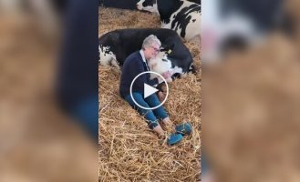 Фермери заробляють на обіймах з коровами через падіння цін на молоко