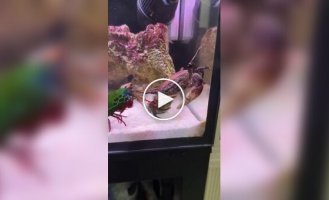 Интересные факты о раке-богомоле