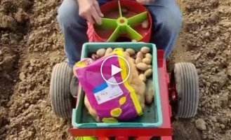 An easy and comfortable way to plant potatoes