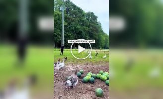 Видео-подборка: забавная реакция животных на обморок