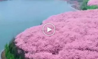 The largest sakura garden in the world
