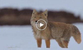 Meme Tibetan fox during a hunt