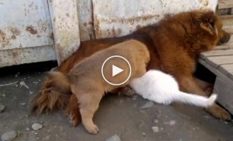 Котенка приютили собачья семья