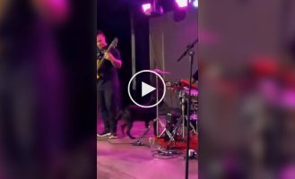 A dog didn't regret coming to a concert