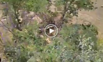 Нацгвардейцы за неделю уничтожили танк, ЗРК, 13 артиллерийских систем и еще 70 автомобилей россиян