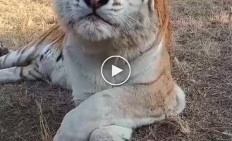 How does a tiger sneeze