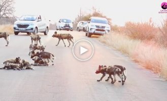 Гиеновые собаки стали причиной затора на дороге