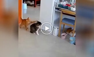 Caused a fuss: the cat spanked his brother with his paw and accidentally provoked a fight