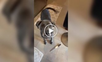 Девушка научила свою собаку мешать ей залипать в телефоне